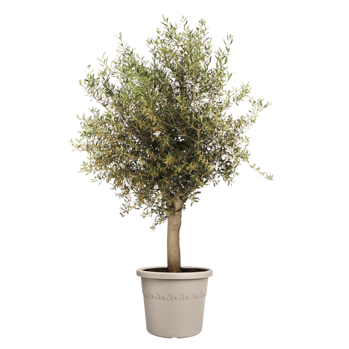 algarve cilindro 25cm beige champignon